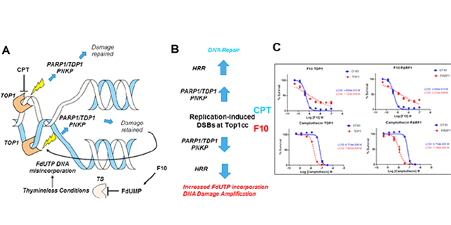 Topic: Targeting DNA Topoisomerases – Past and Future