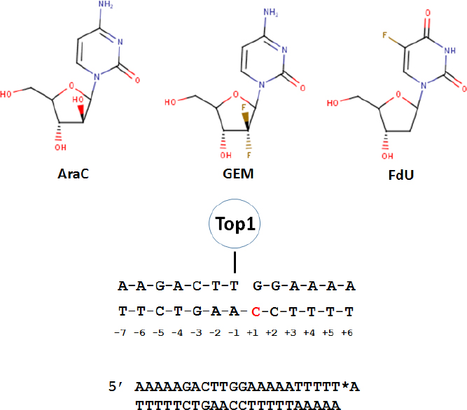 Entrapment of DNA topoisomerase-DNA complexes by nucleotide/nucleoside analogs