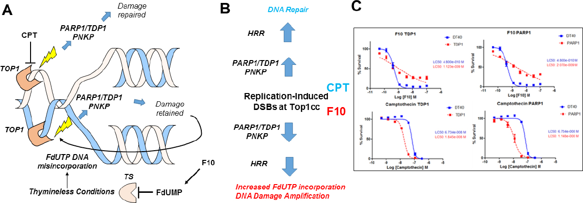 Entrapment of DNA topoisomerase-DNA complexes by nucleotide/nucleoside analogs