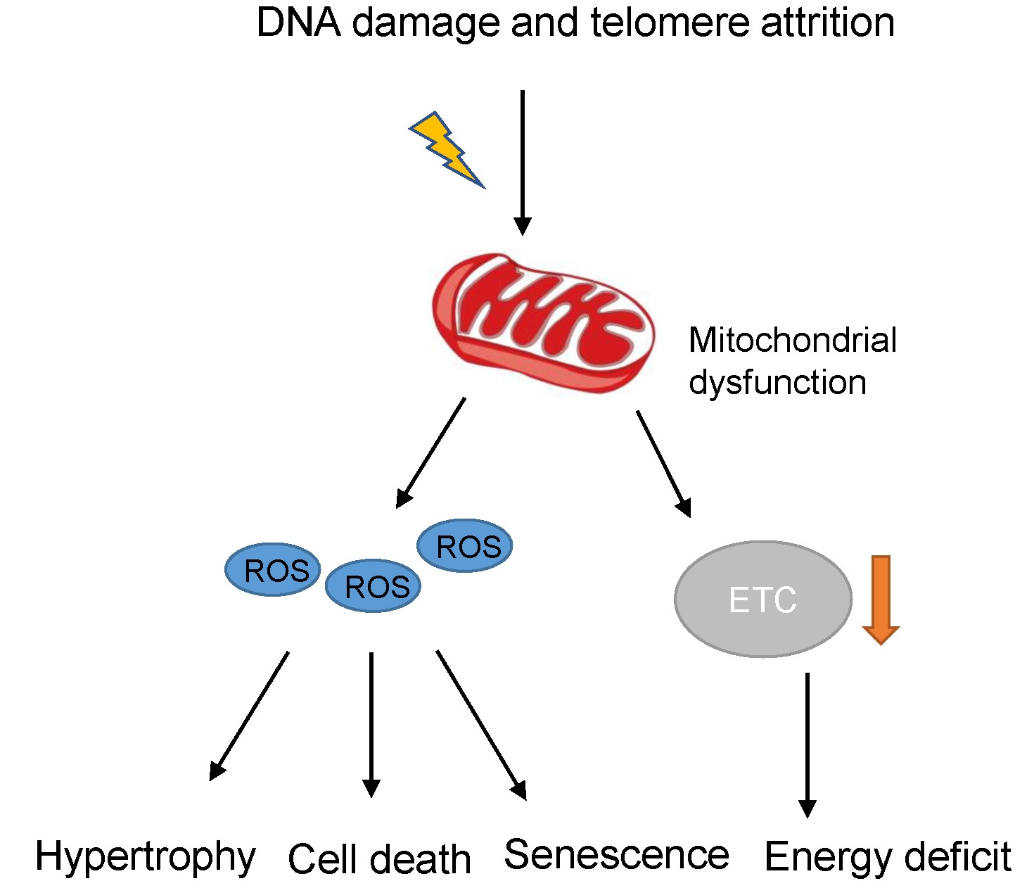 Metabolic targets in cardiac aging and rejuvenation
