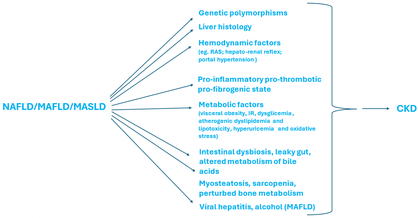 Association of NAFLD/NASH, and MAFLD/MASLD with chronic kidney disease: an updated narrative review