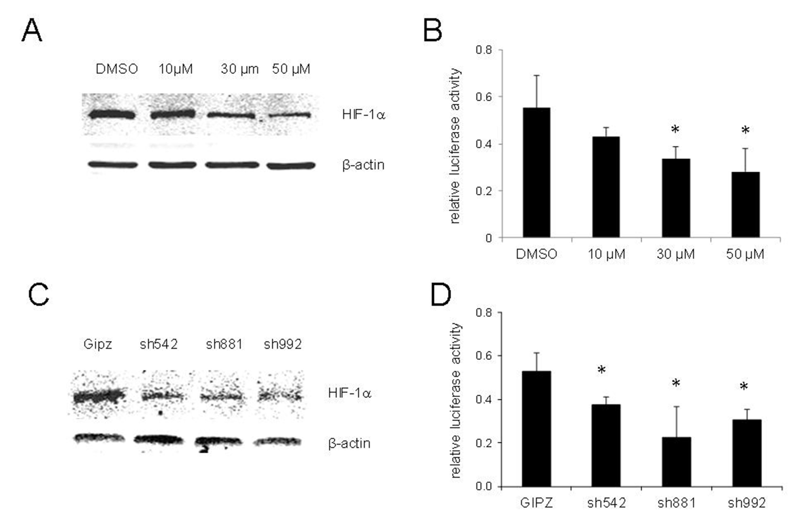 Interaction of pregnane X receptor with hypoxia-inducible factor-1 regulates chemoresistance of prostate cancer cells
