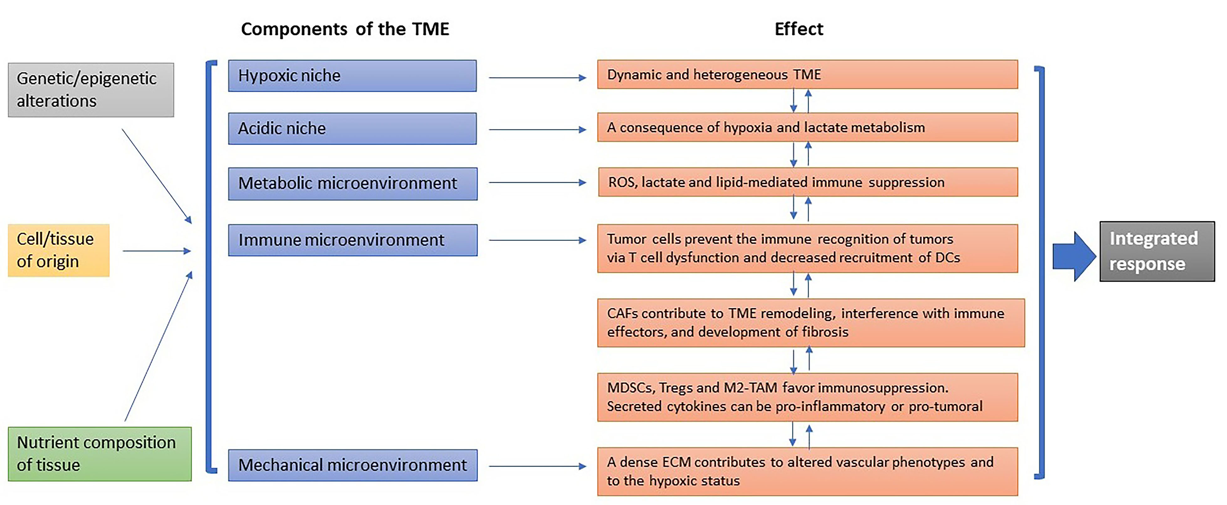Remodeling the tumor microenvironment to overcome treatment resistance in HPV-negative head and neck cancer
