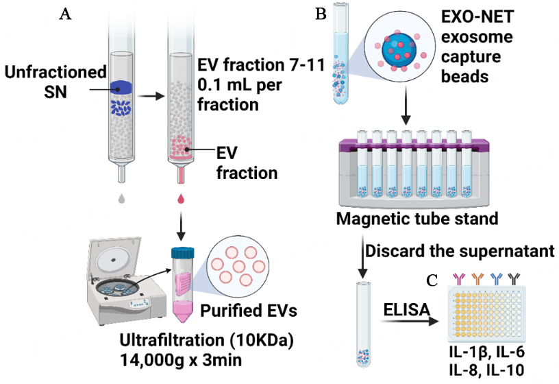 Immunoaffinity-enriched salivary small extracellular vesicles in periodontitis
