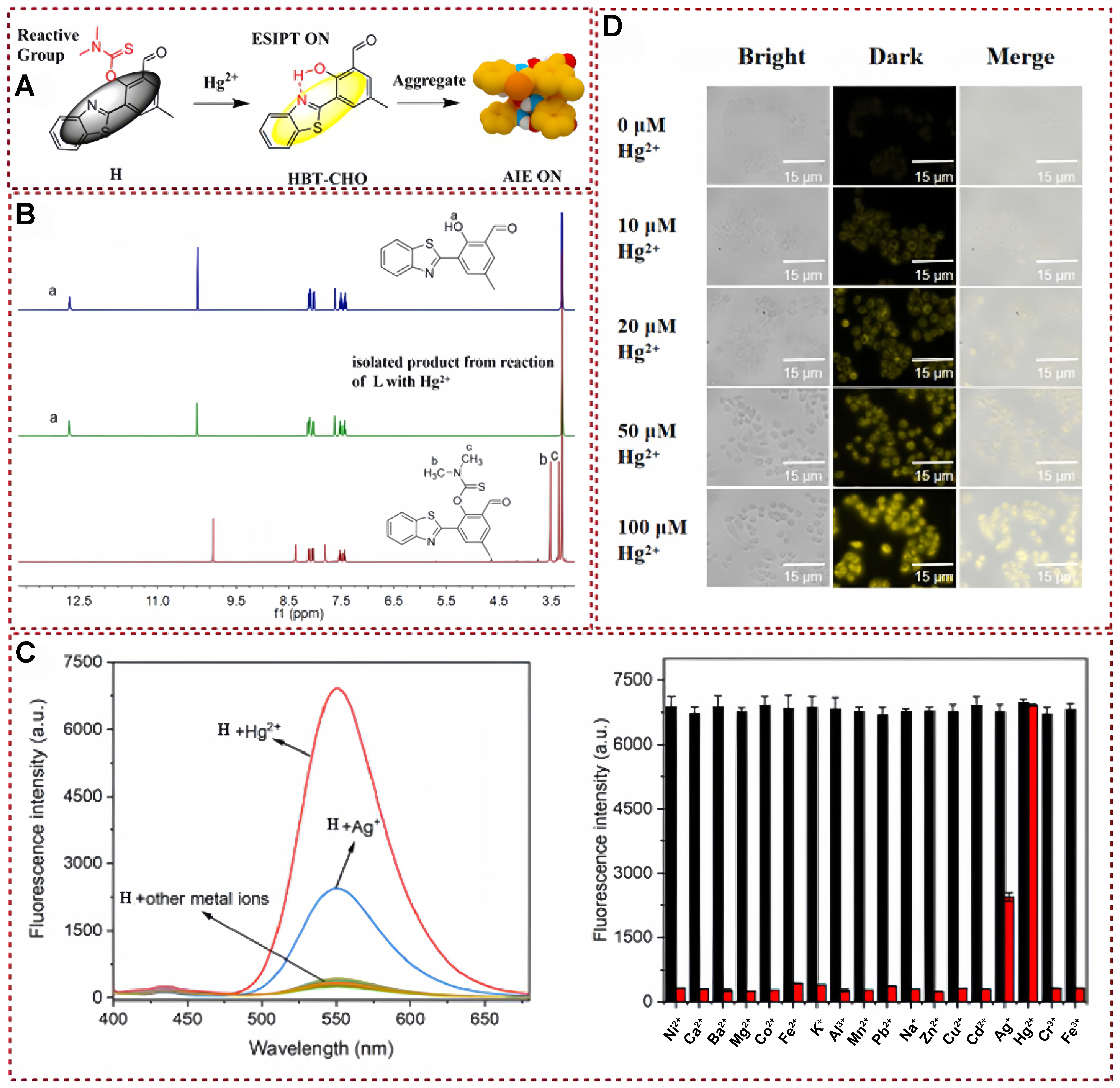 Functional fluorescent probes for efficient identification and detection of mercury ions based on fluorescence emission, quenching, and resonance energy transfer processes