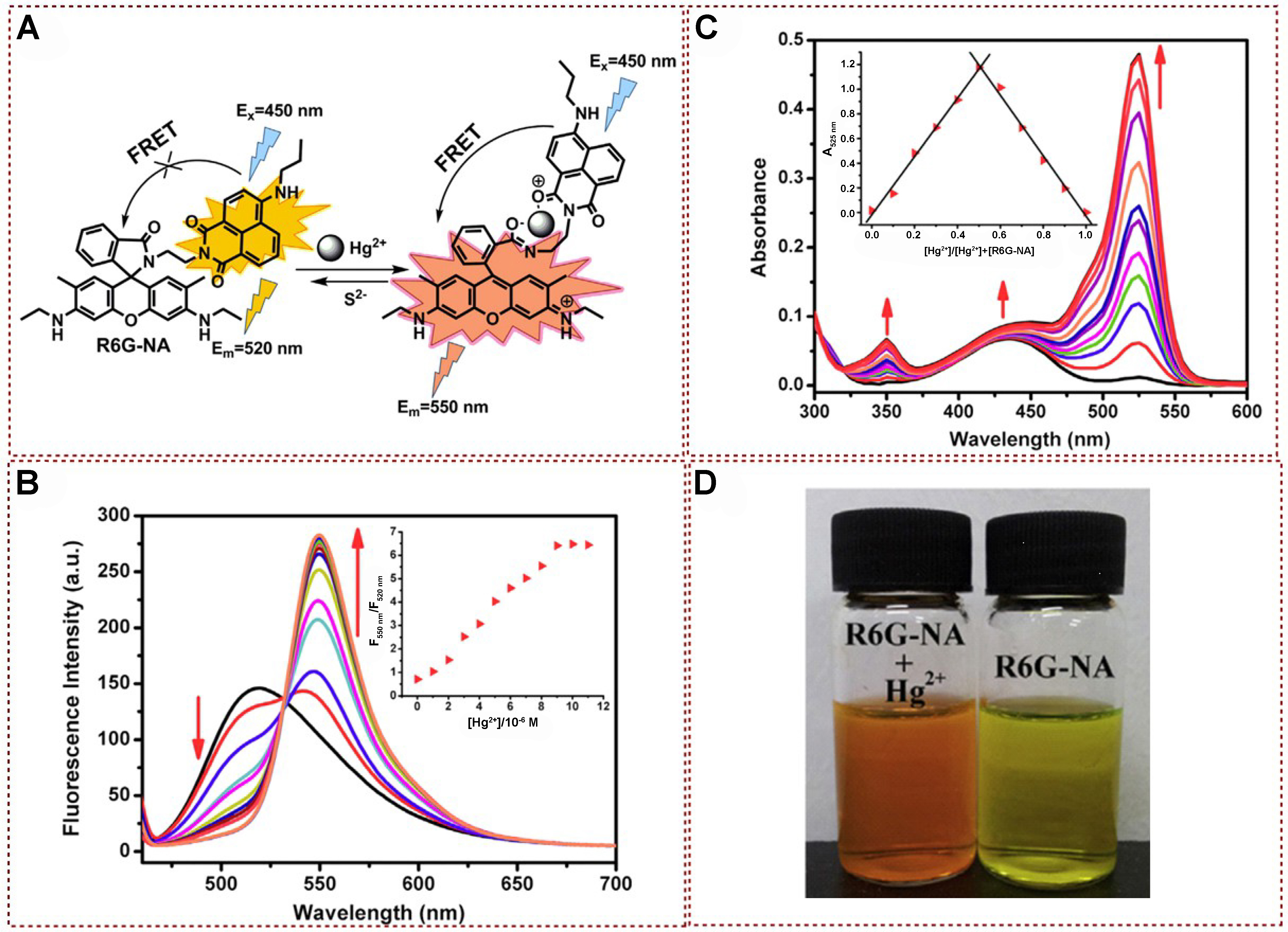 Functional fluorescent probes for efficient identification and detection of mercury ions based on fluorescence emission, quenching, and resonance energy transfer processes