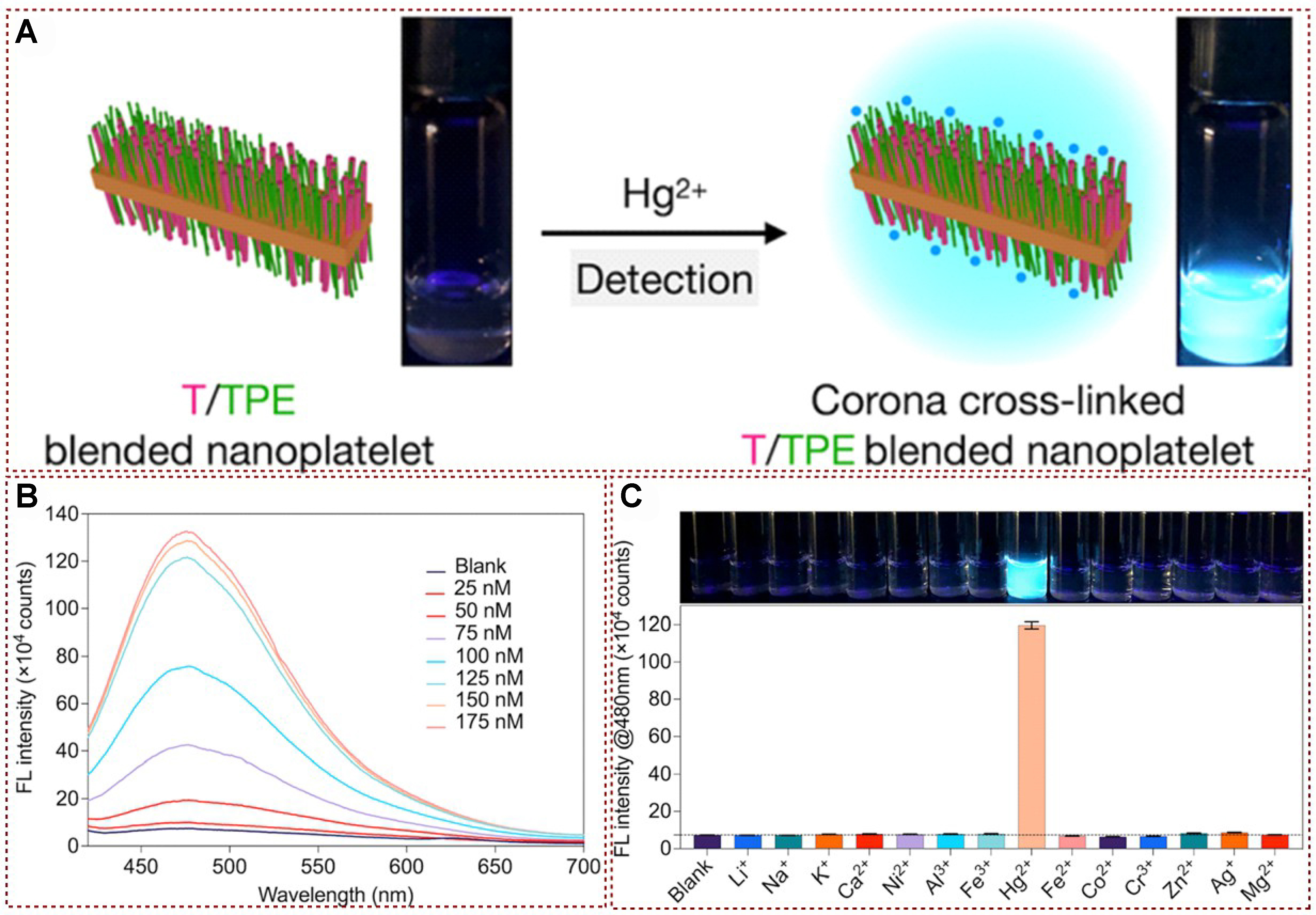 Functional fluorescent probes for efficient identification and detection of mercury ions based on fluorescence emission, quenching, and resonance energy transfer processes