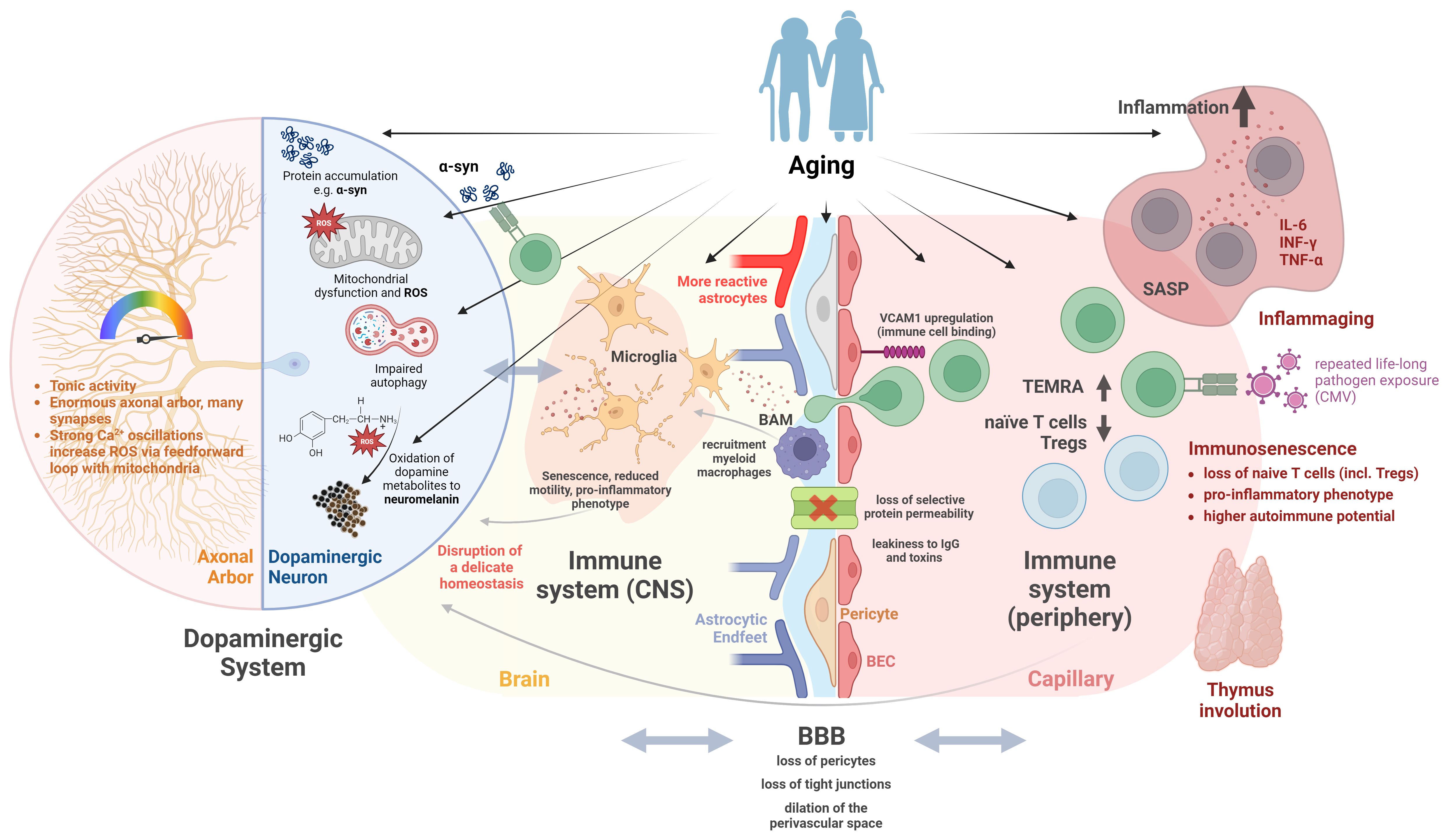 Aging and Parkinson's disease: a complex interplay of vulnerable neurons, the immune system and the blood-brain barrier