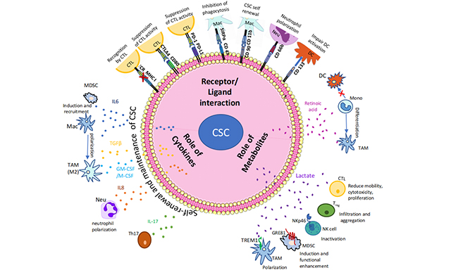 Topic: Cancer Stem Cells and Drug Resistance