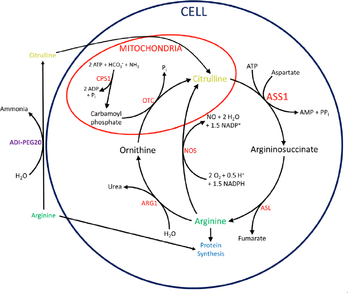 Innate and adaptive resistance mechanisms to arginine deprivation therapies in sarcoma and other cancers