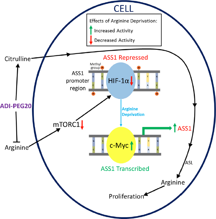 Innate and adaptive resistance mechanisms to arginine deprivation therapies in sarcoma and other cancers