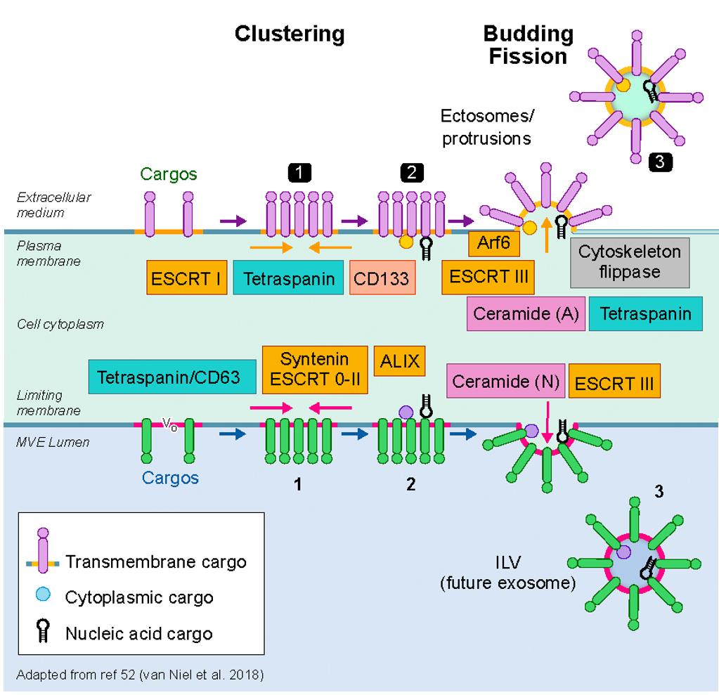 Extracellular vesicles - on the cusp of a new language in the biological sciences