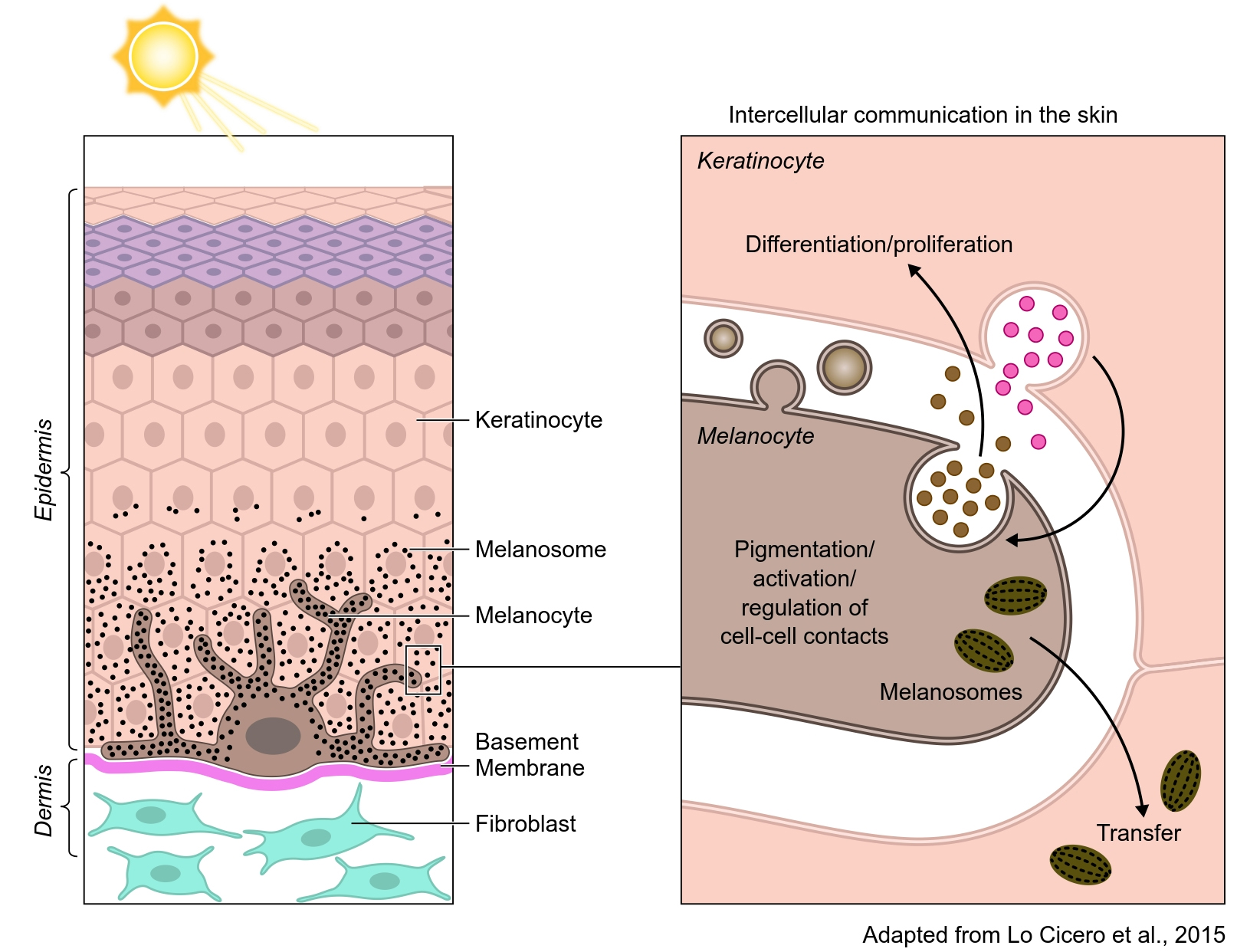 Extracellular vesicles - on the cusp of a new language in the biological sciences