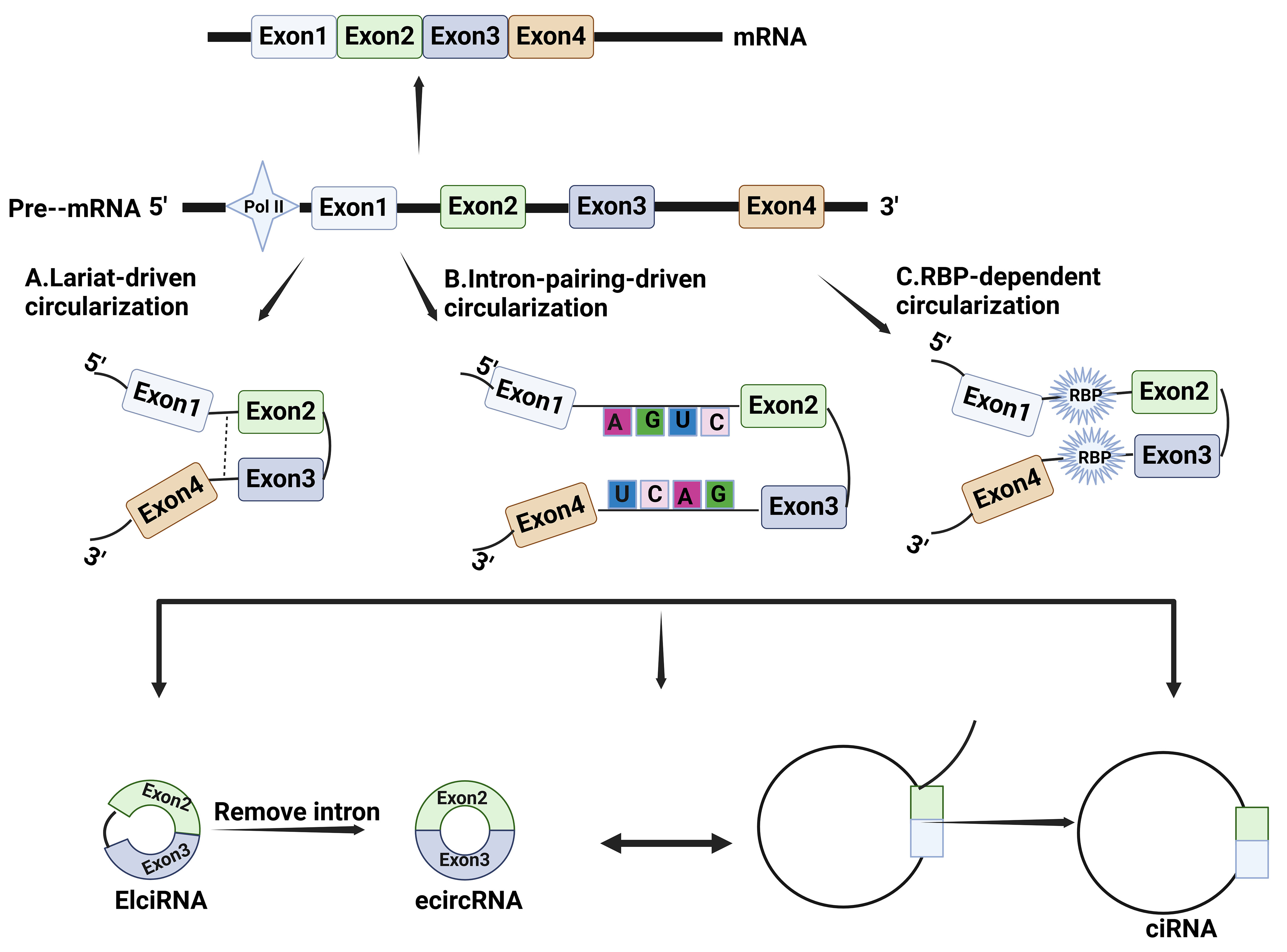 The therapeutic potential of circular RNA in triple-negative breast cancer