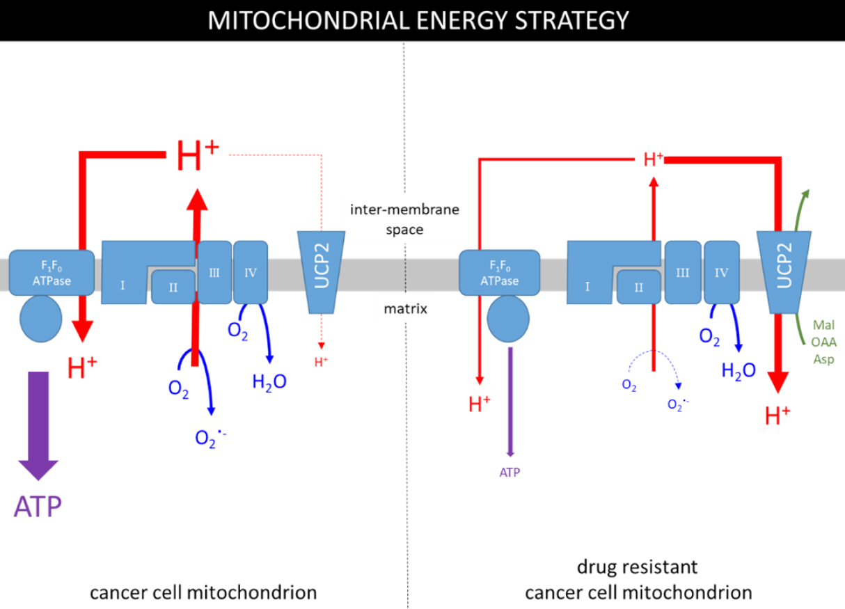UCP2 - Taking the heat out of P-glycoprotein?