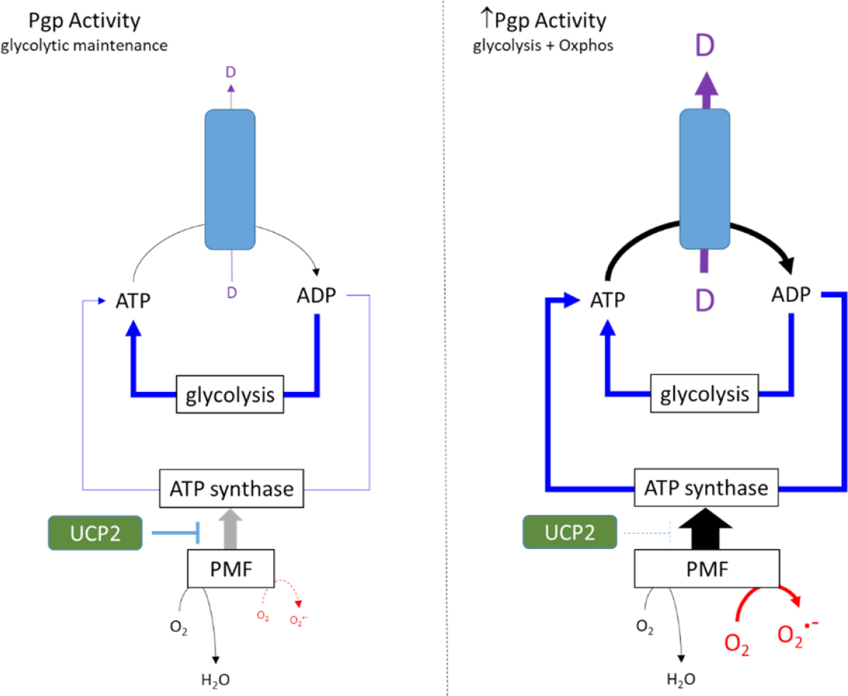UCP2 - Taking the heat out of P-glycoprotein?