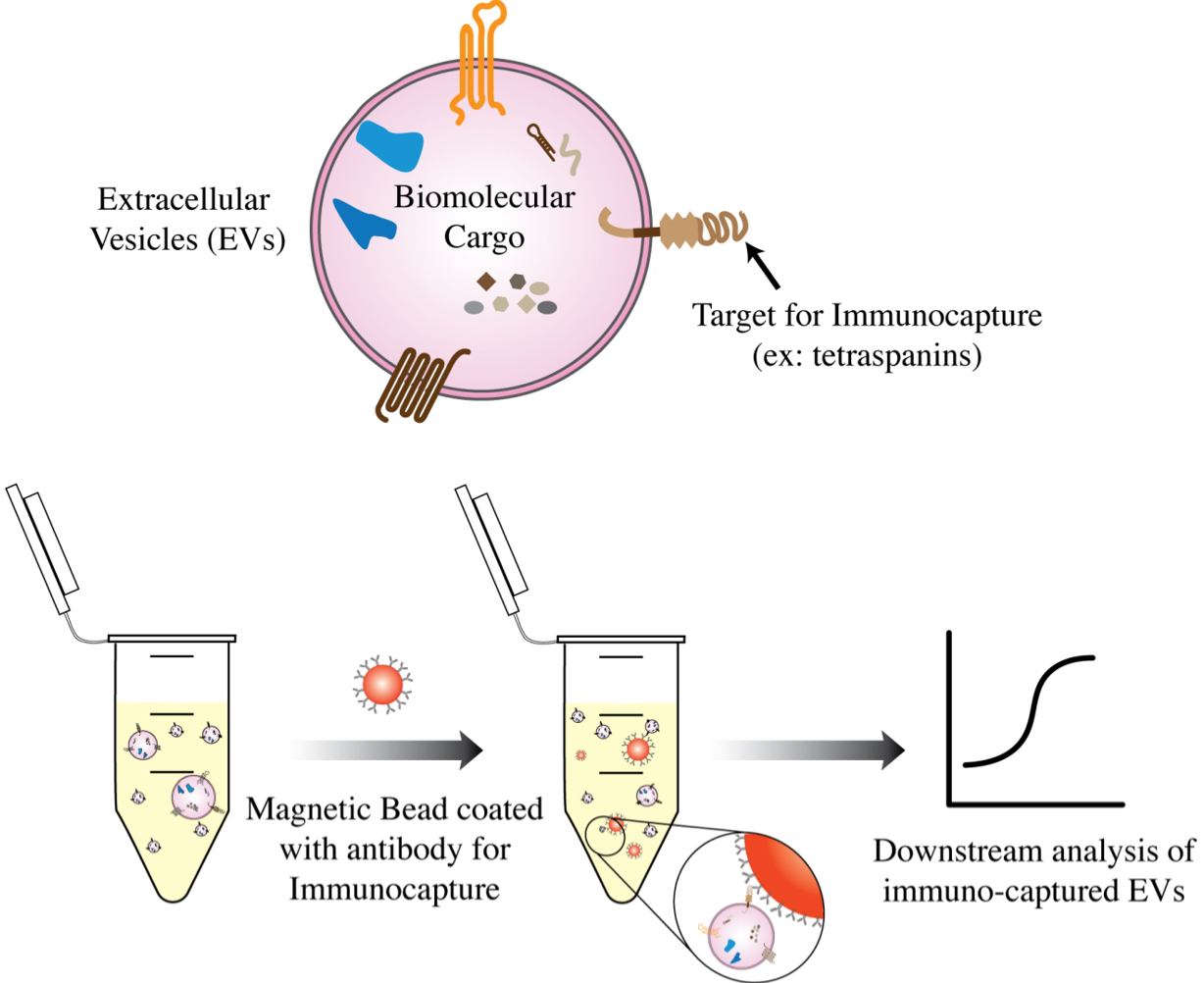 Advances in extracellular vesicle isolation methods: a path towards cell-type specific EV isolation