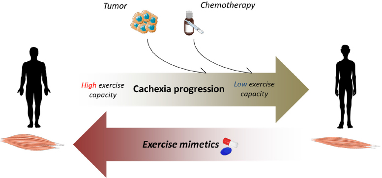 Muscle mitochondria and oxidative metabolism as targets against cancer cachexia