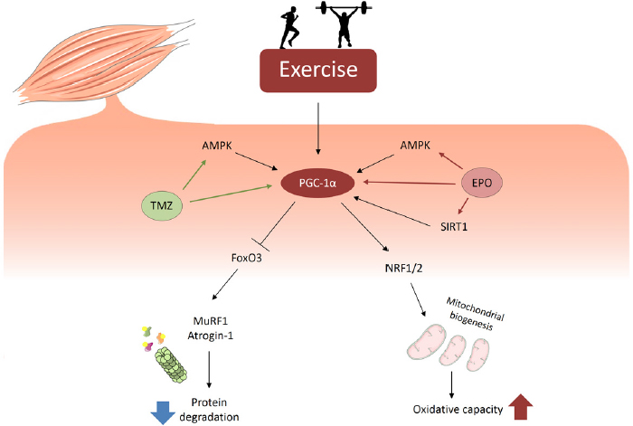 Muscle mitochondria and oxidative metabolism as targets against cancer cachexia