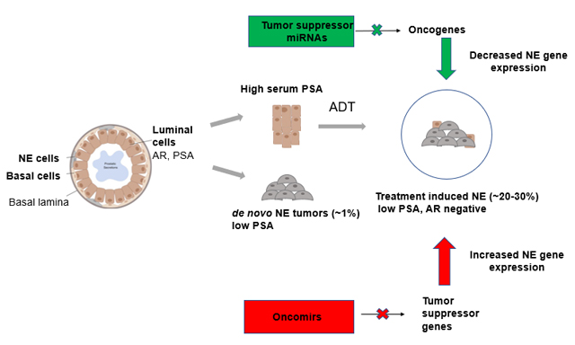 Topic: Resistance in Endocrine Therapy of Prostate Cancer