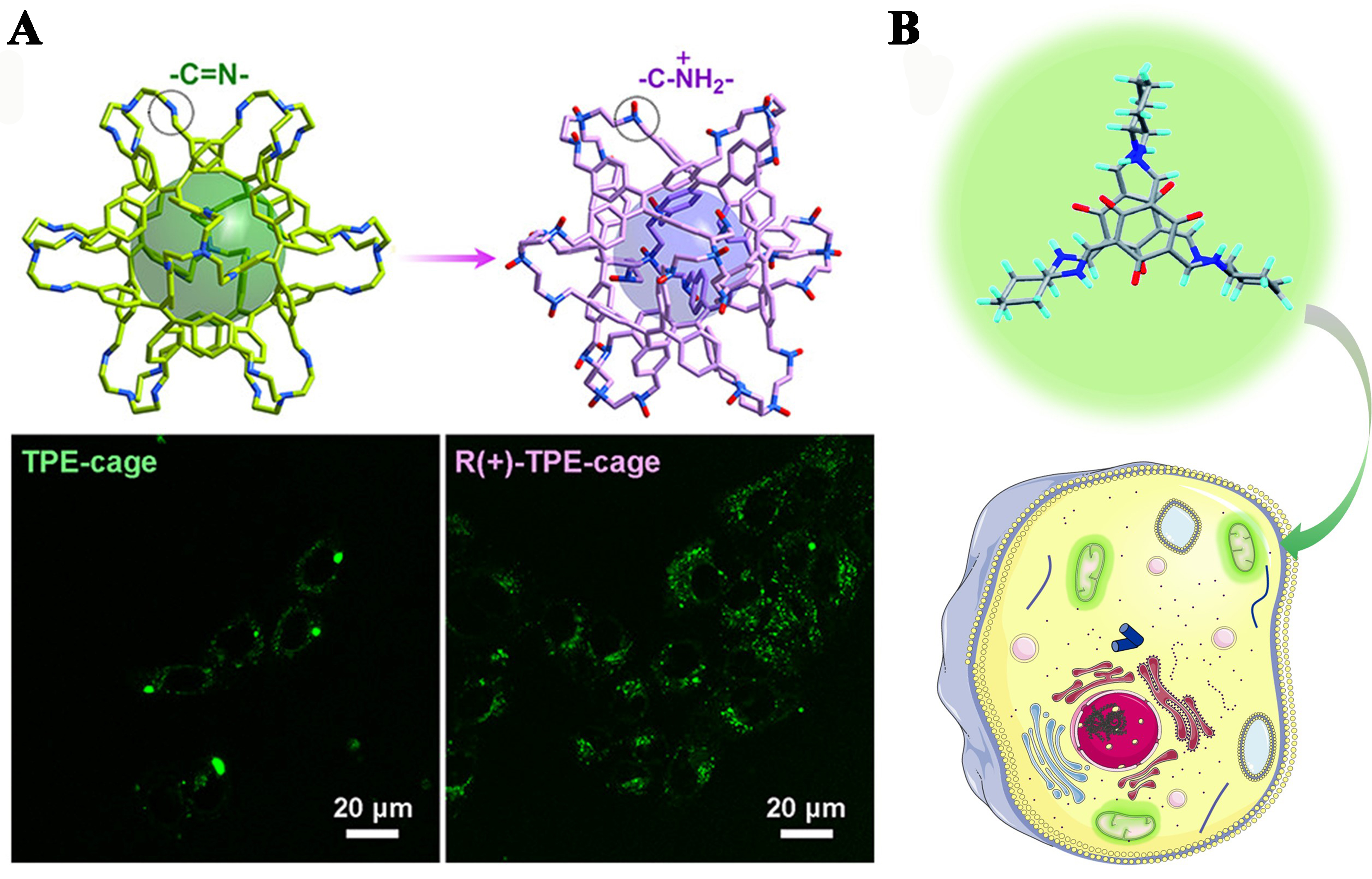 Fluorescent organic cages and their applications