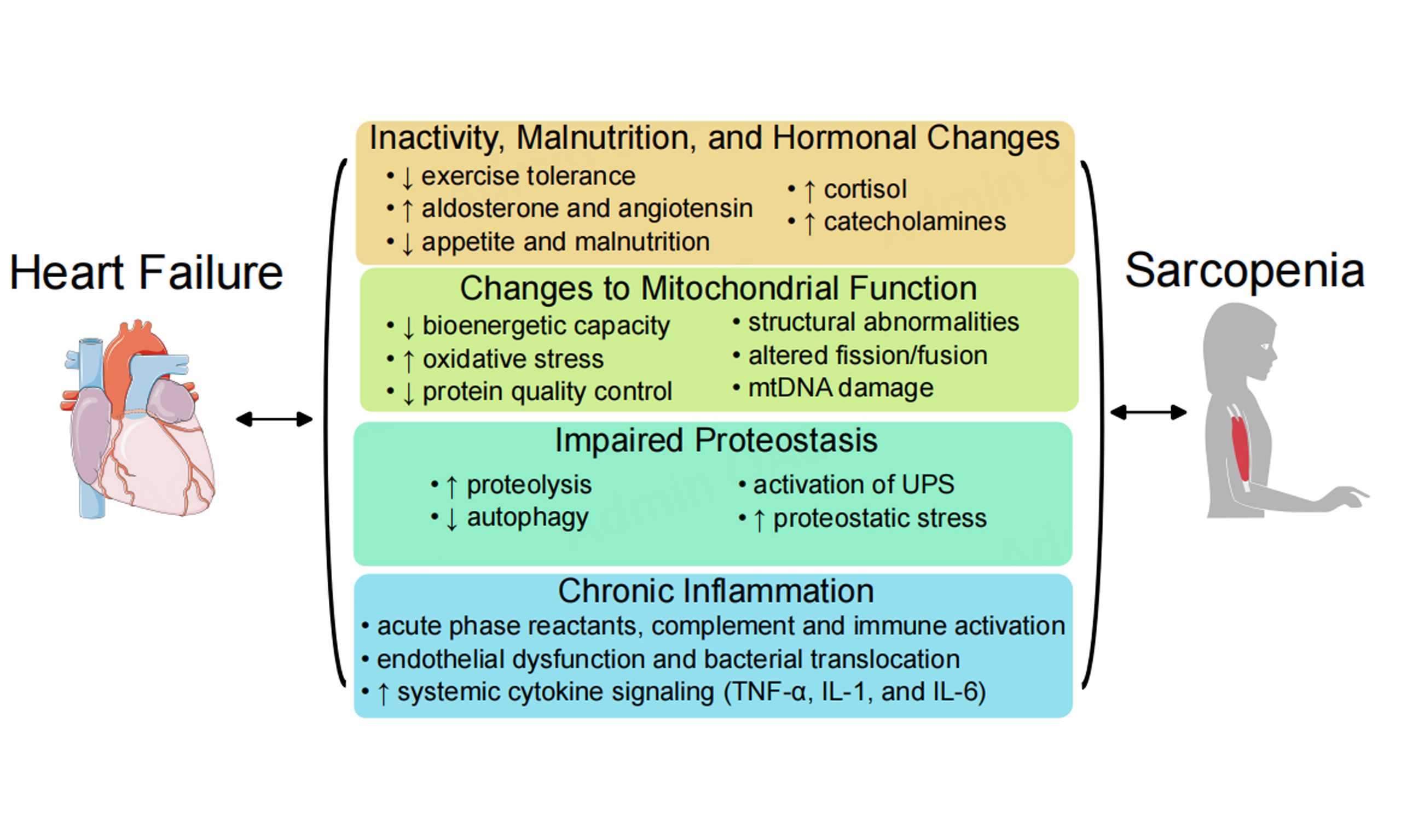 Articles | The Journal of Cardiovascular Aging - OAE