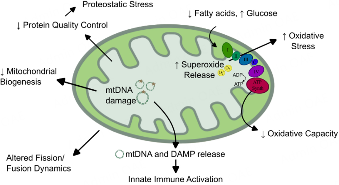 Molecular mechanisms underlying sarcopenia in heart failure