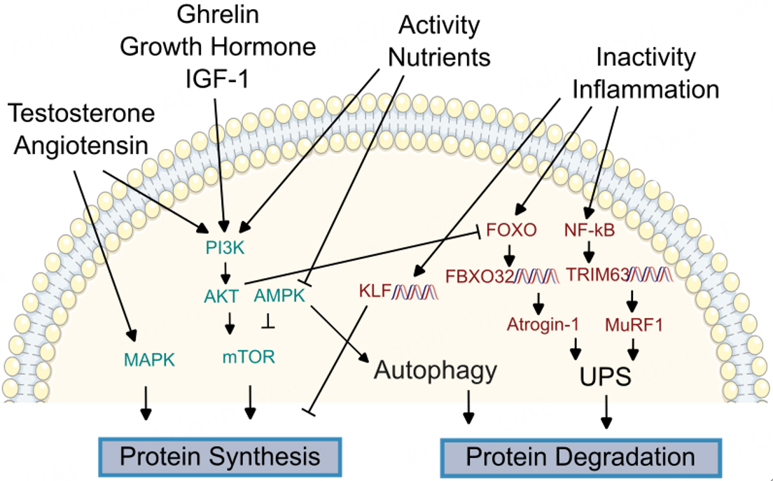 Molecular mechanisms underlying sarcopenia in heart failure
