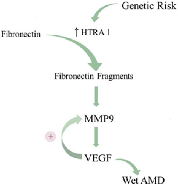 The interplay of oxidative stress and ARMS2-HTRA1 genetic risk in neovascular AMD