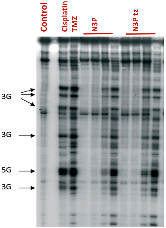 In search of effective therapies to overcome resistance to Temozolomide in brain tumours