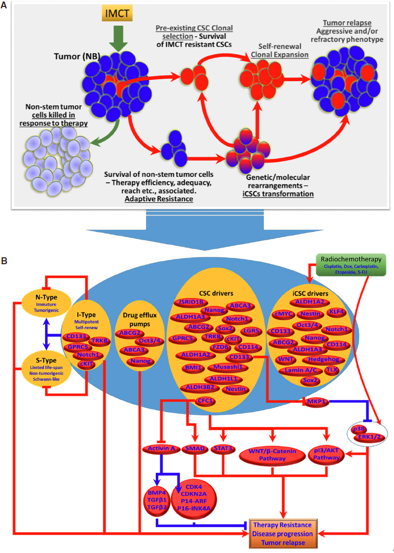 Cancer stem cells in neuroblastoma therapy resistance