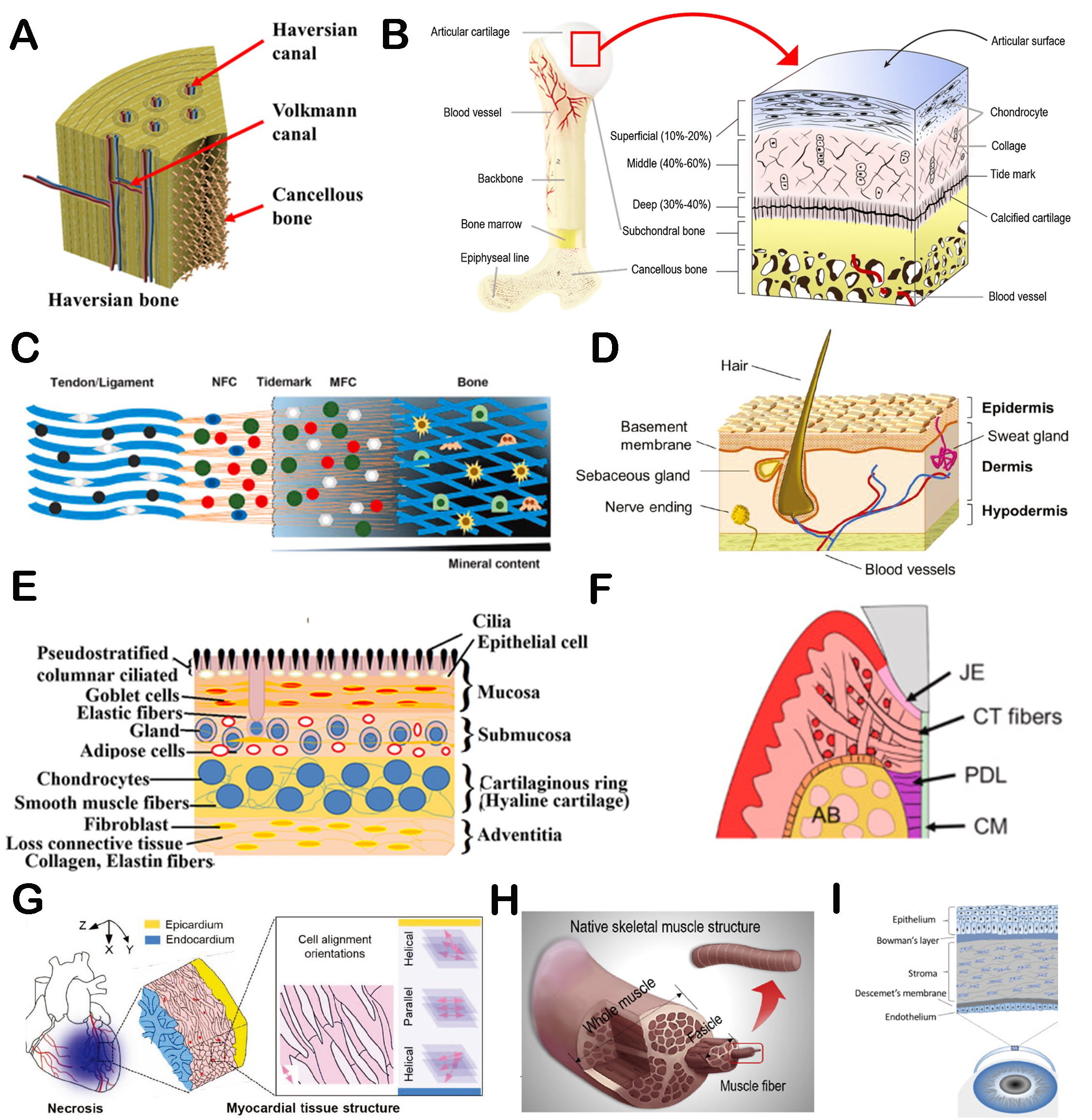 Hierarchically structured biomaterials for tissue regeneration
