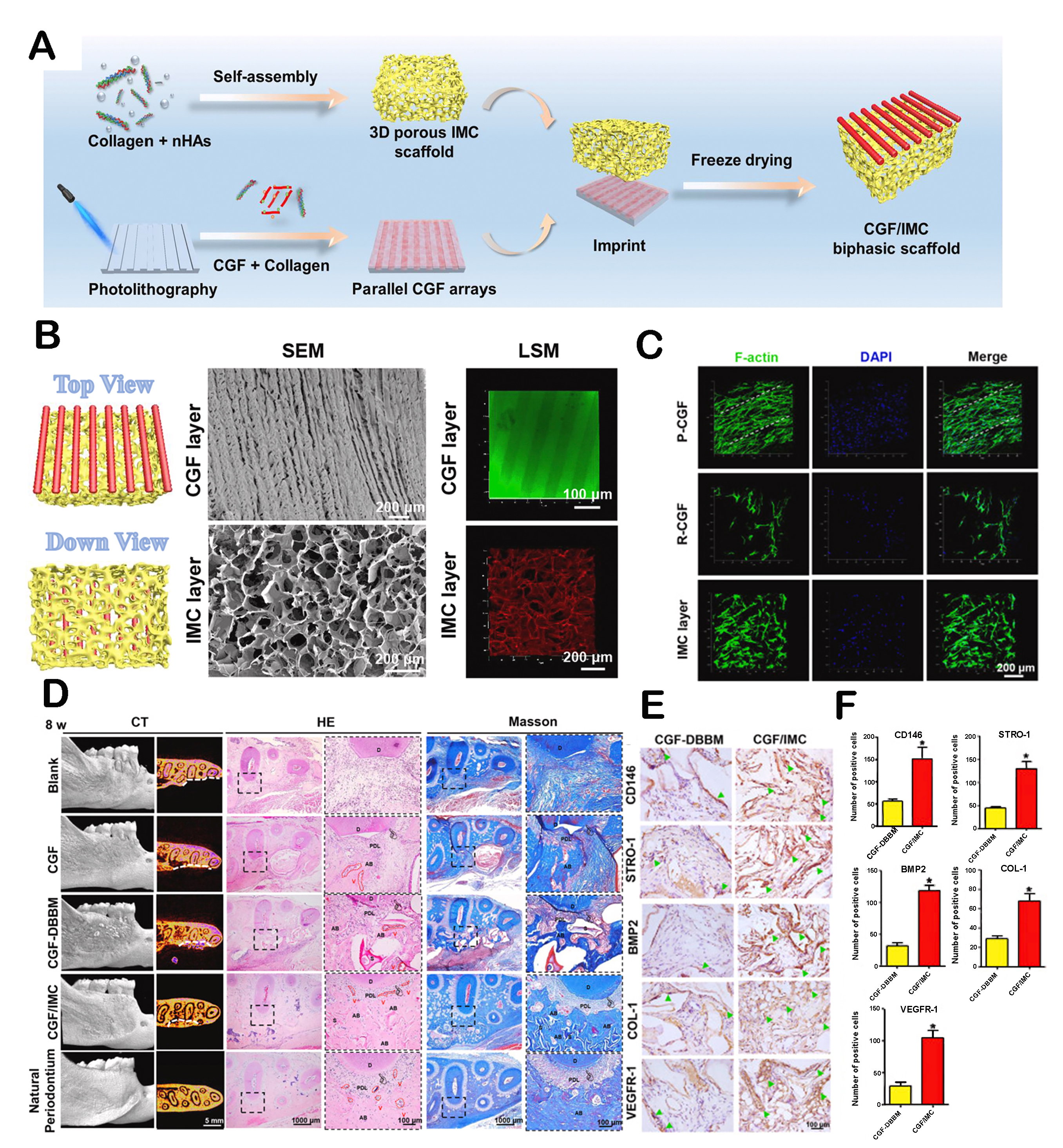 Hierarchically structured biomaterials for tissue regeneration