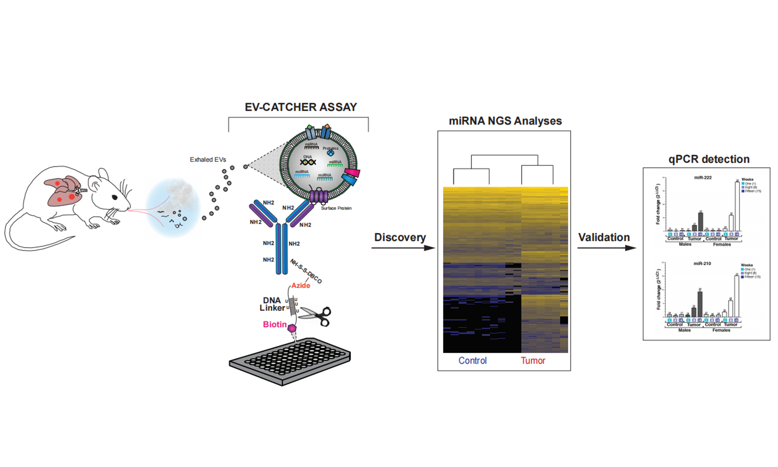 Articles Extracellular Vesicles and Circulating Nucleic Acids OAE