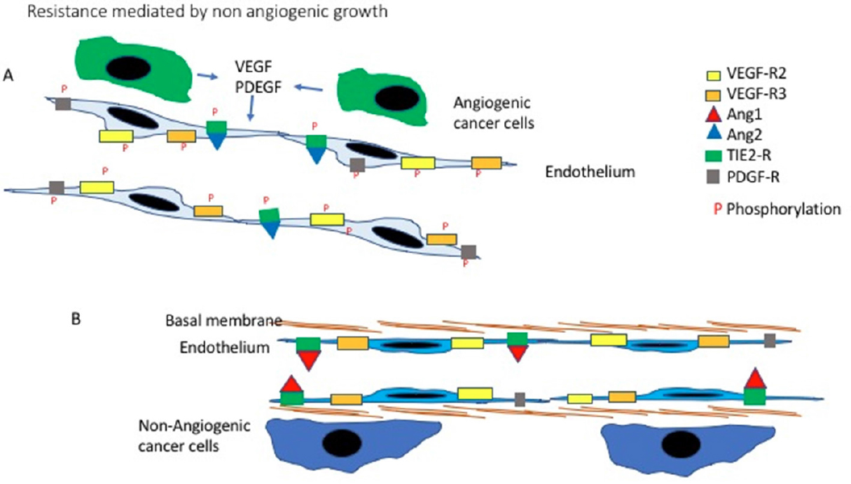 Mechanisms of resistance to anti-angiogenic treatments