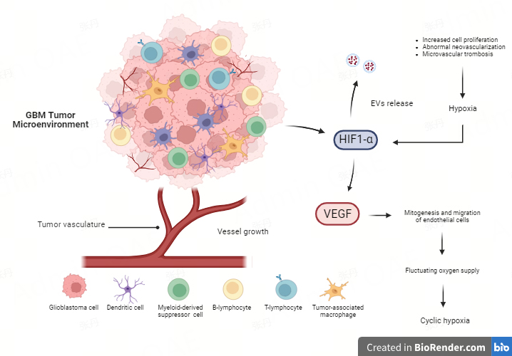Impact of hypoxia on the molecular content of glioblastoma-derived exosomes