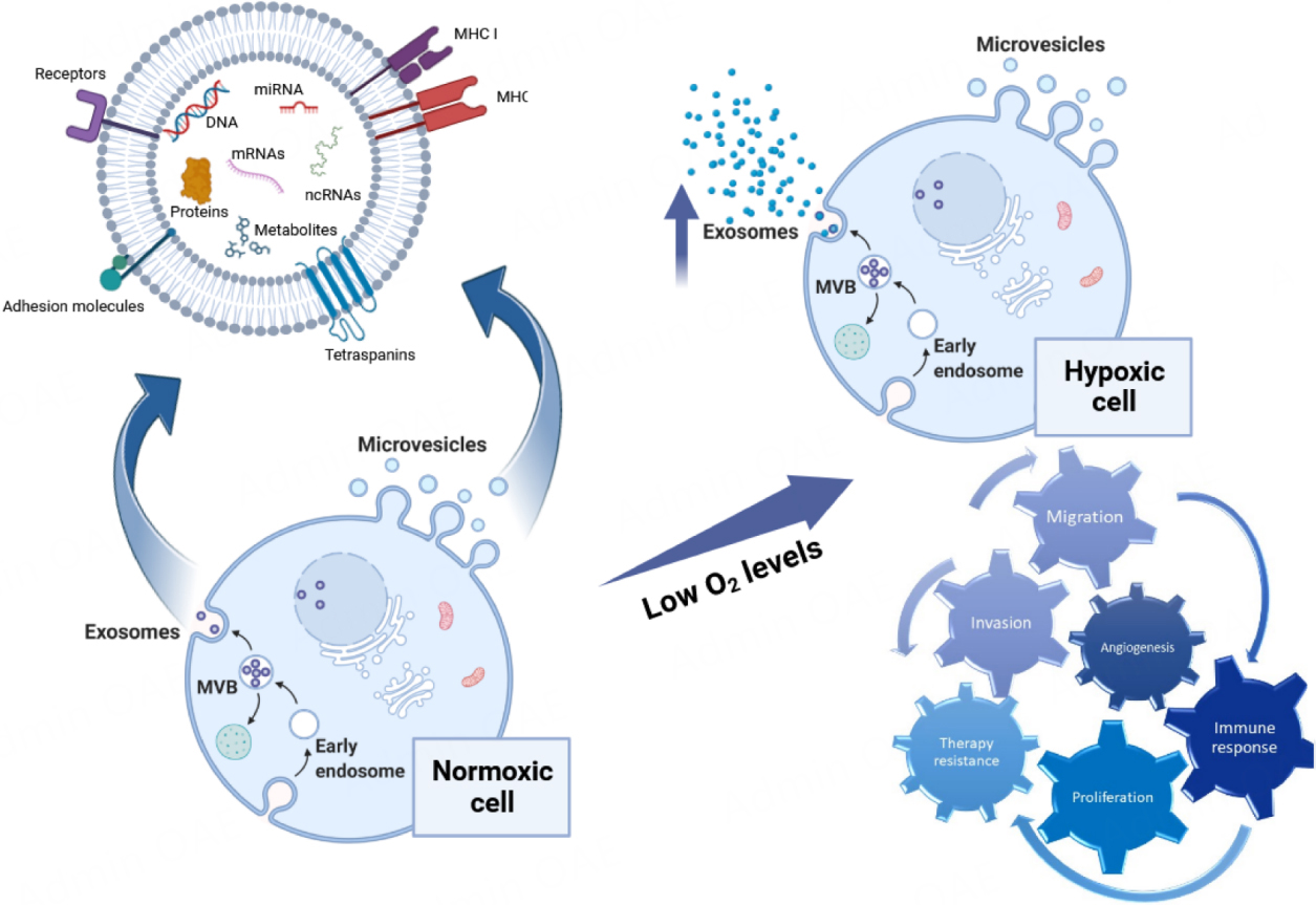 Impact of hypoxia on the molecular content of glioblastoma-derived exosomes