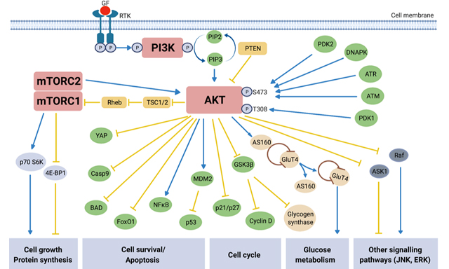 Topic: Tackling Cisplatin Resistance in Ovarian Cancer