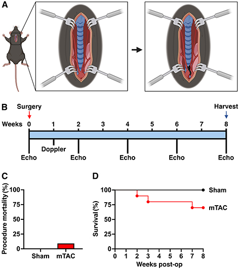 Characterization of atrial and ventricular remodeling in an improved minimally invasive mouse model of transverse aortic constriction