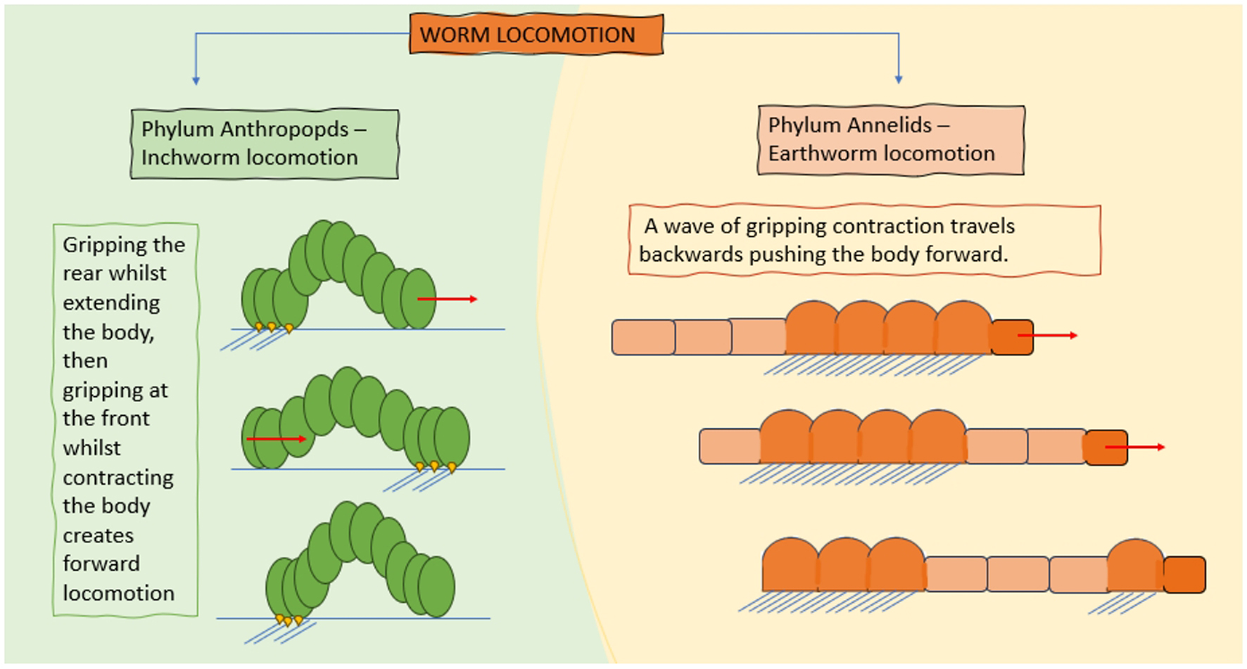 A review of worm-like pipe inspection robots: research, trends and challenges