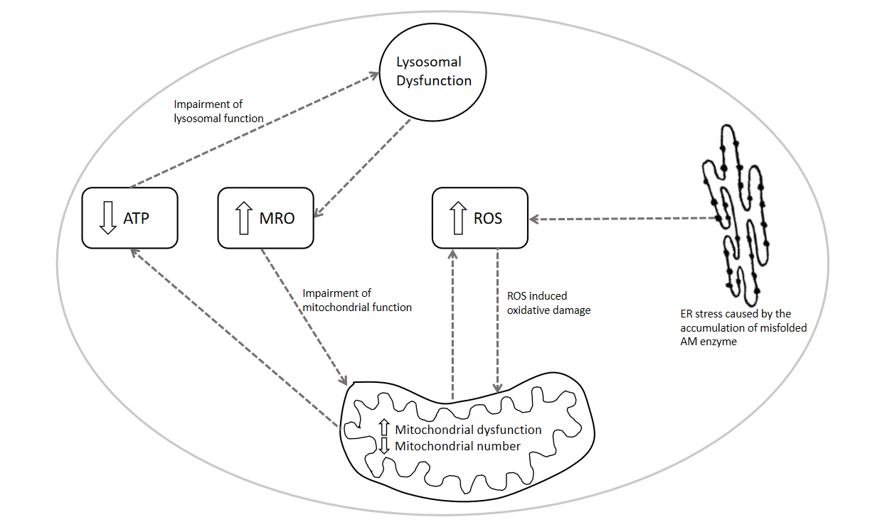 Molecular basis of neurocognitive dysfunction and psychosis in Alpha-Mannosidosis