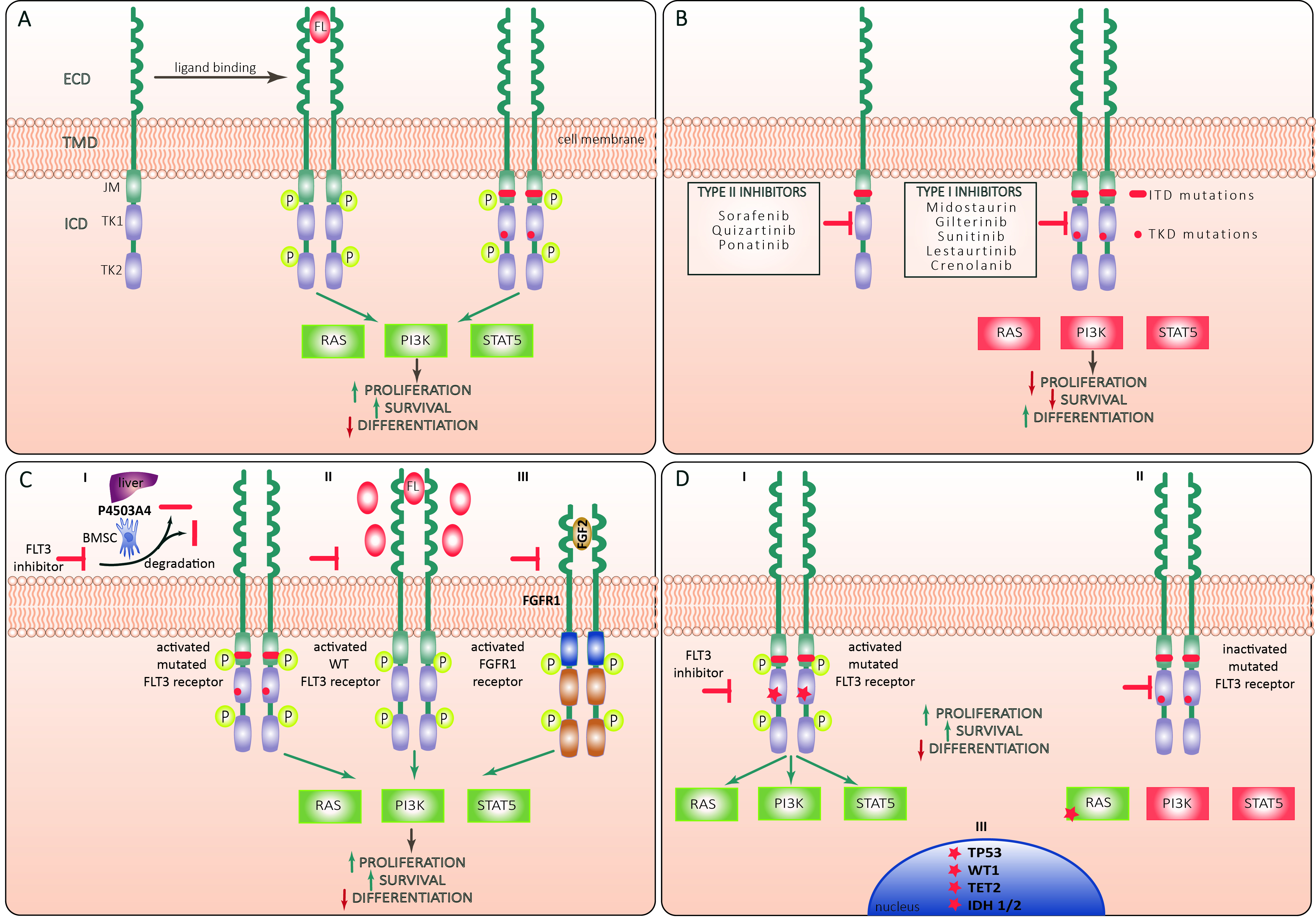 How acute myeloid leukemia (AML) escapes from FMS-related tyrosine kinase 3 (FLT3) inhibitors? Still an overrated complication?