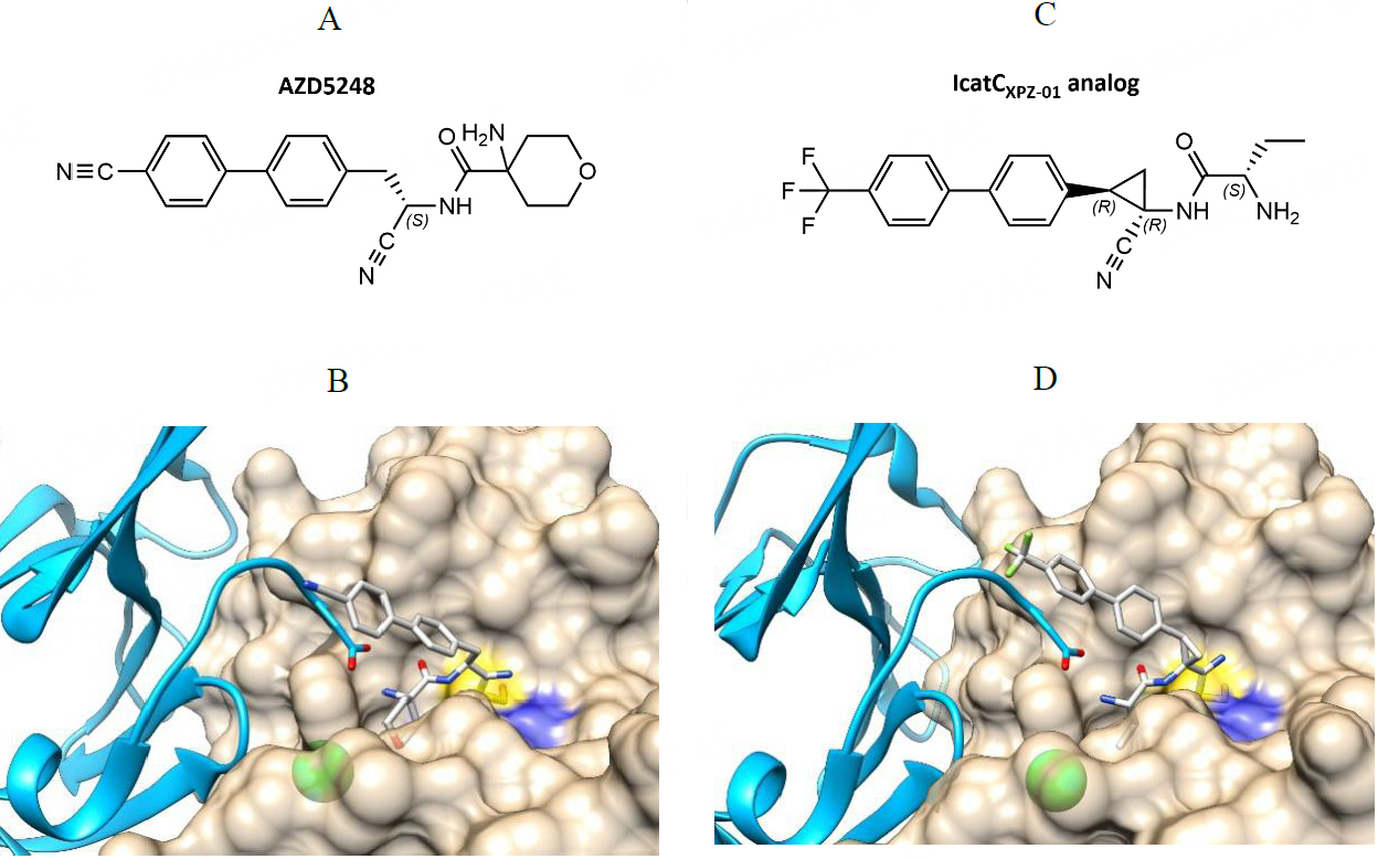 Cathepsin C: structure, function, and pharmacological targeting