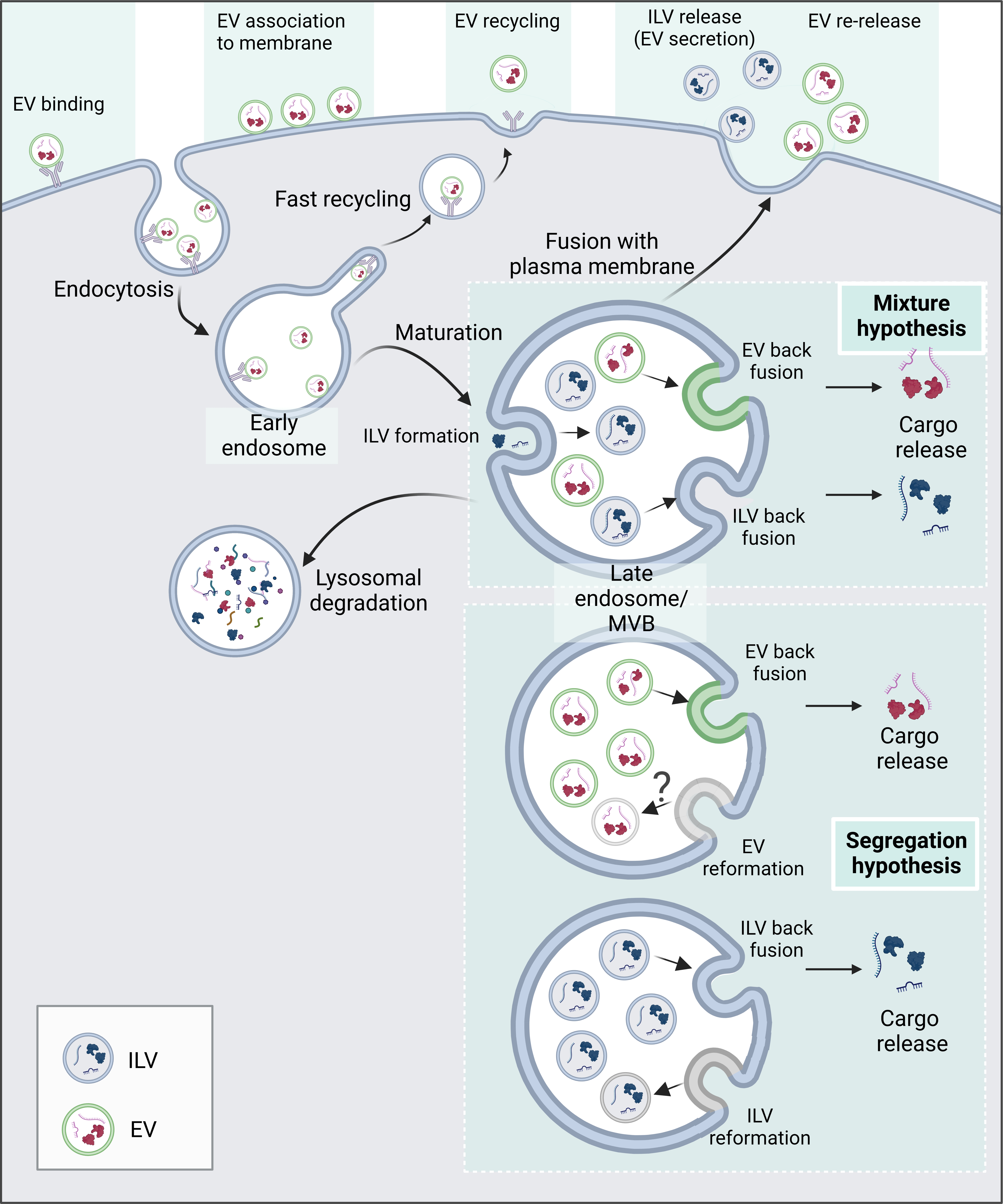 Breaking free: endocytosis and endosomal escape of extracellular vesicles