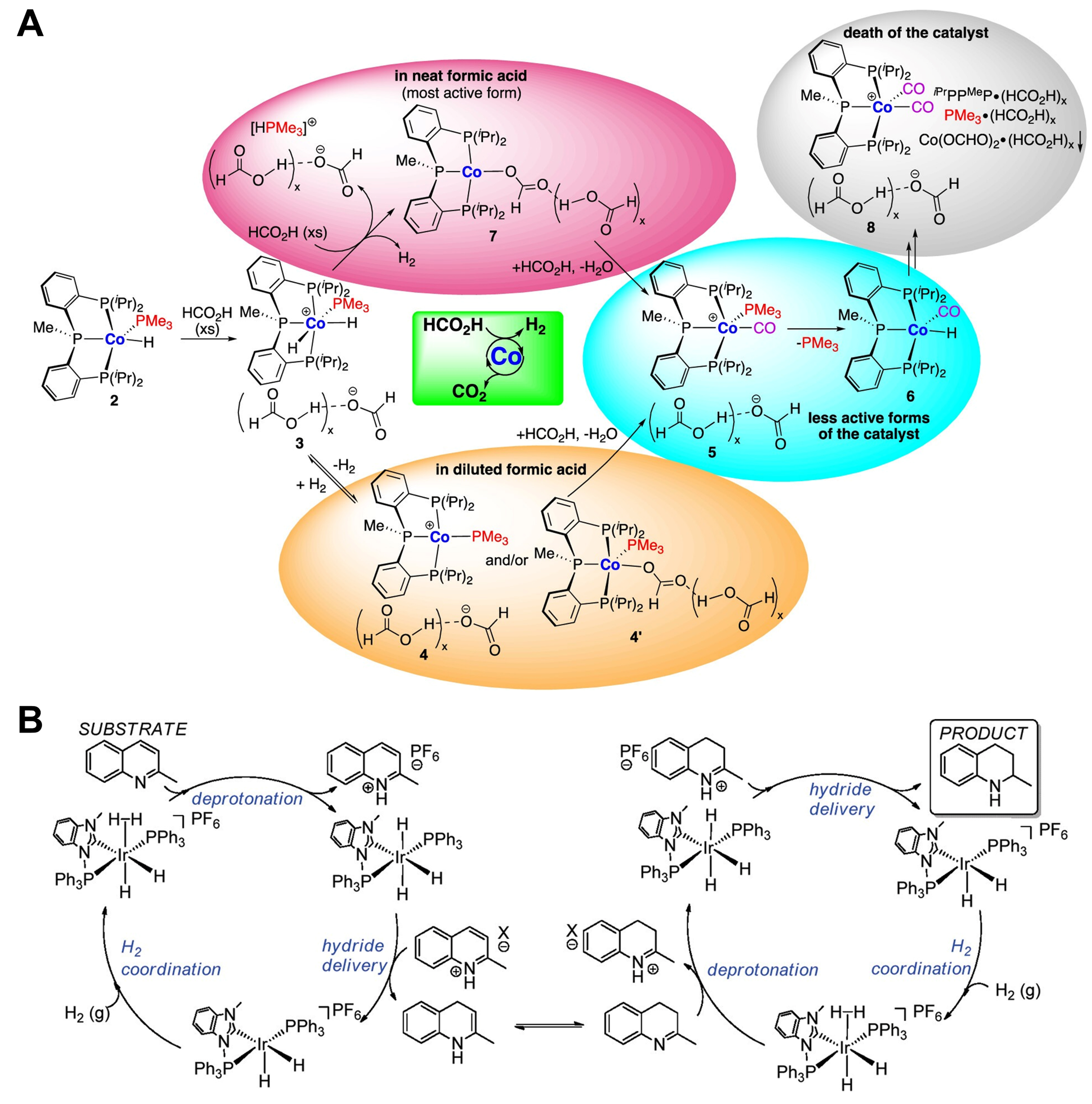 Contribution of metal-hydride species on the catalysts to catalytic performances