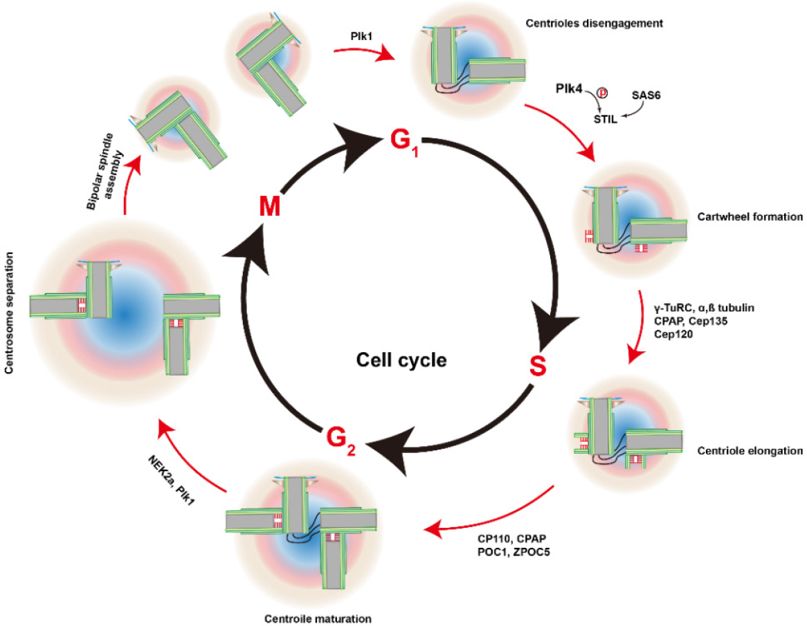 Overcome cancer drug resistance by targeting epigenetic modifications of centrosome