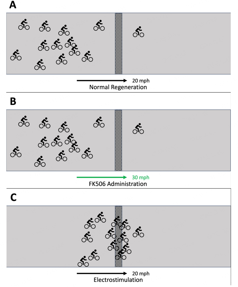 Therapeutic strategies for peripheral nerve injuries: FK506 and electrostimulation