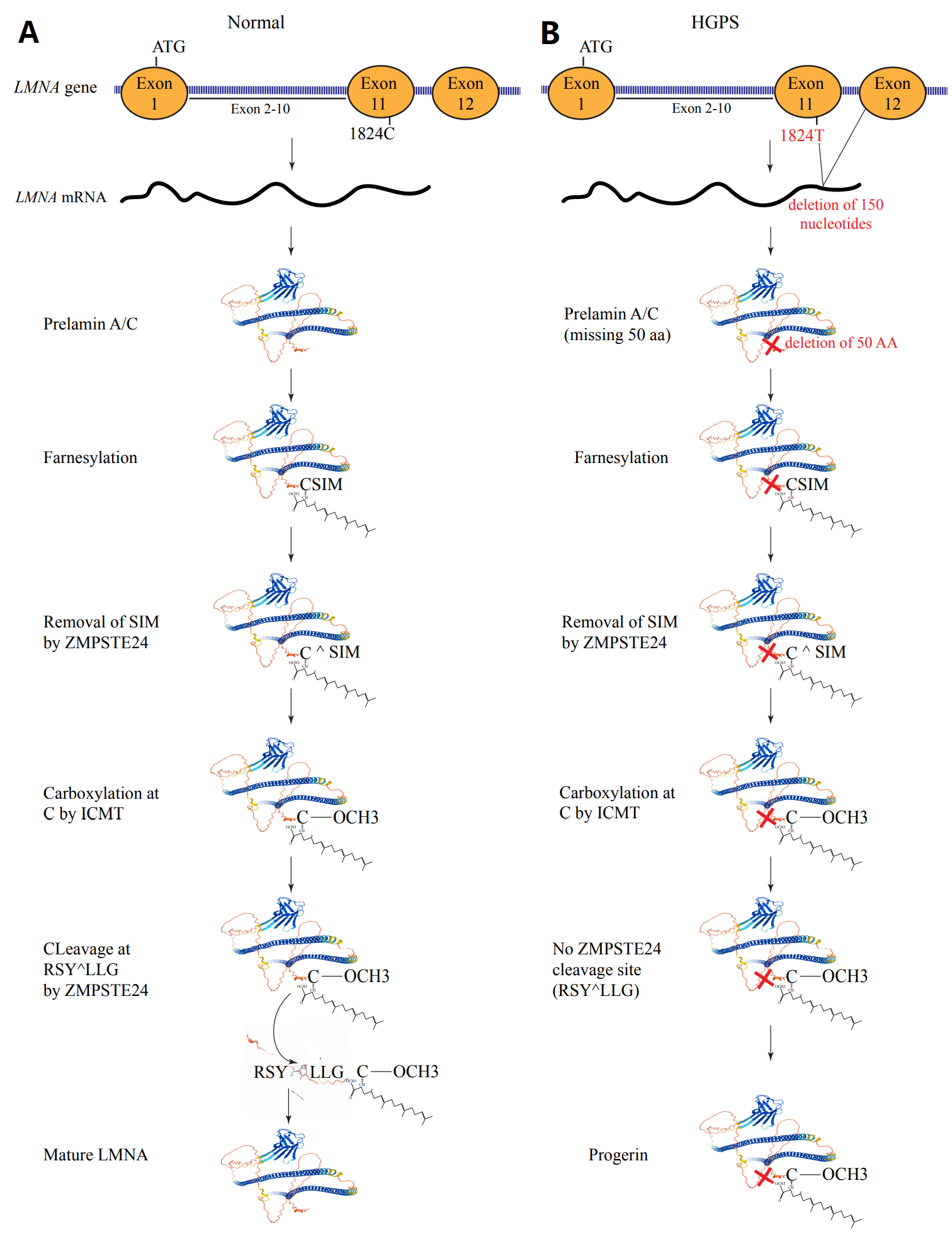 Genetic basis of cardiovascular aging is at the core of human longevity