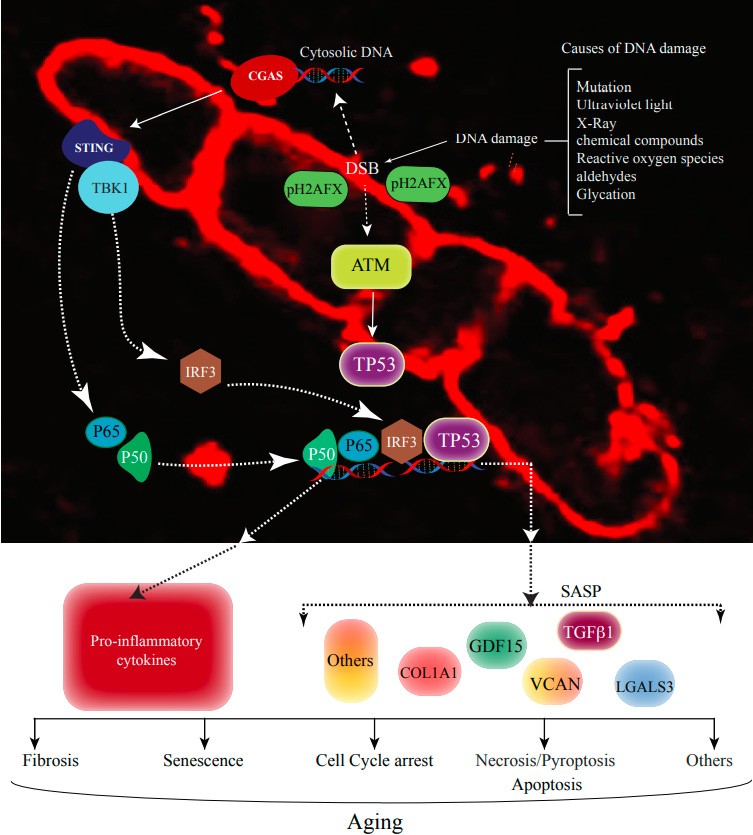 Genetic basis of cardiovascular aging is at the core of human longevity