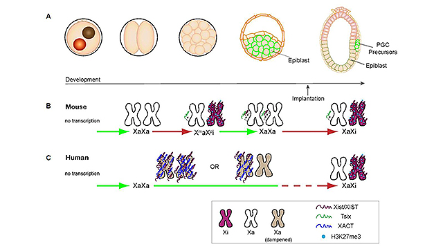 Topic: Reversing X Chromosome Inactivation as a New Therapeutic ...
